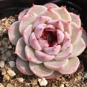 Echeveria Red Velvet