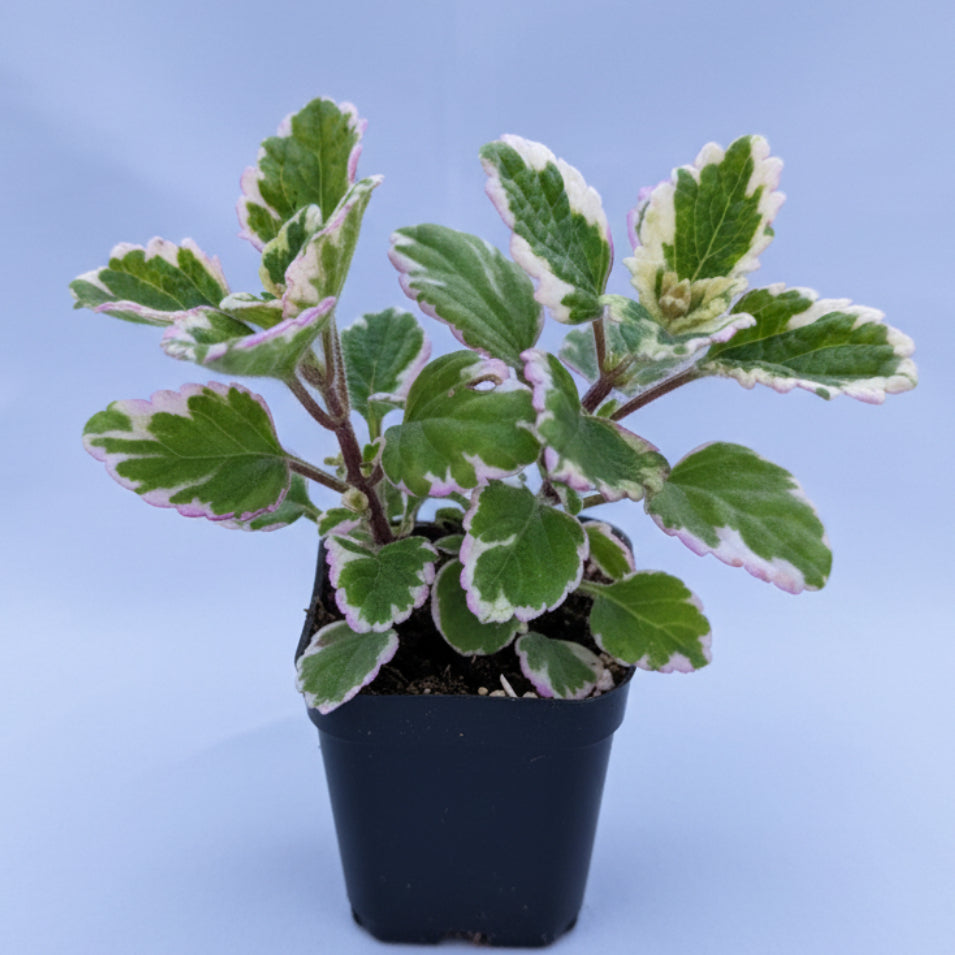 Plectranthus forsteri 'Marginatus' Variegated Swedish Ivy in hand.