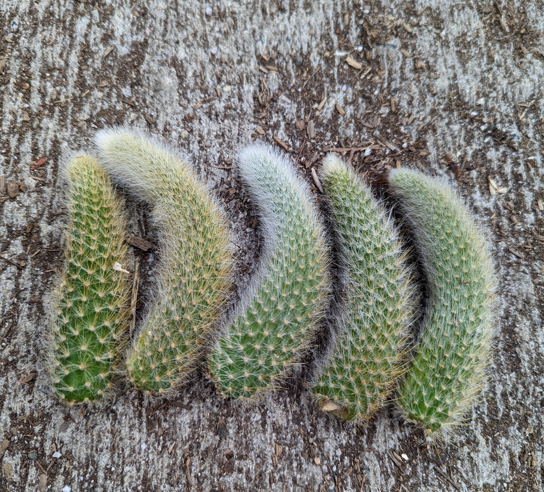 Monkey Tail Cactus Hildewintera colademononis - Succulents Depot