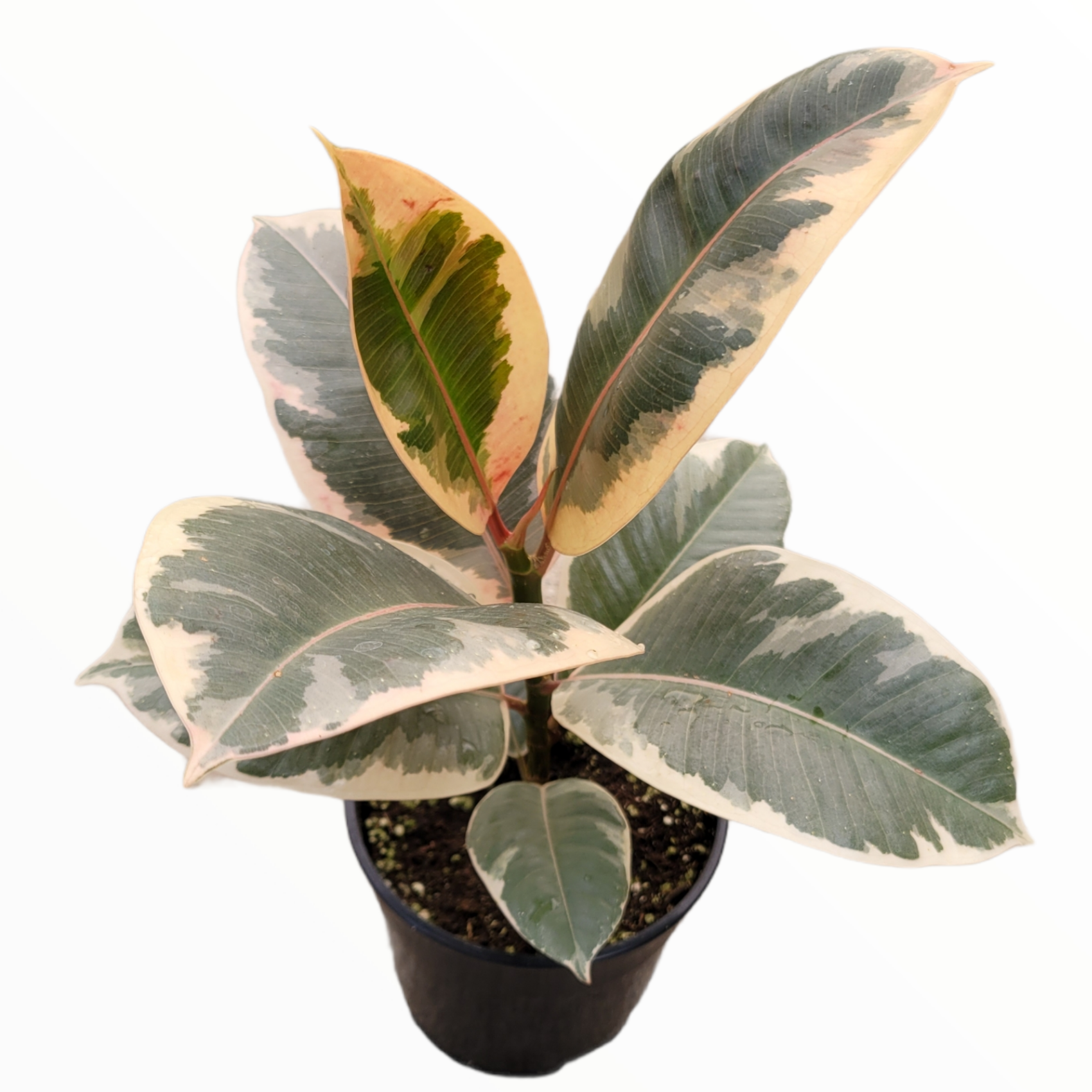 variegated rubber tree Ficus elastica Ruby