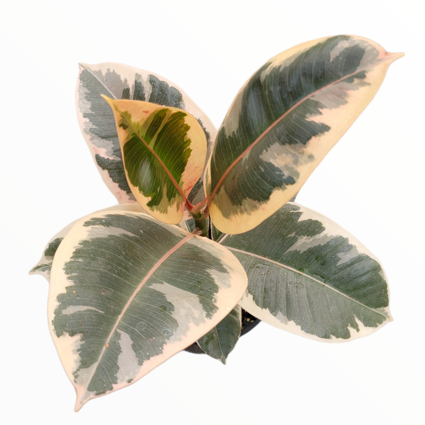 Ficus elastica Ruby - Variegated Rubber Tree