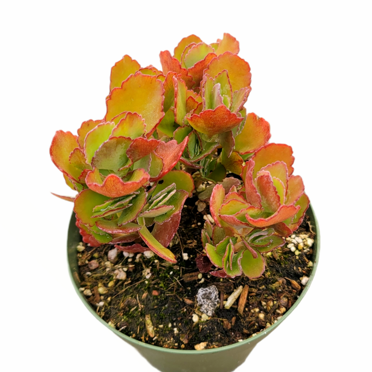 Kalanchoe longiflora Coccina, small potted succulent with red-tinged leaves.