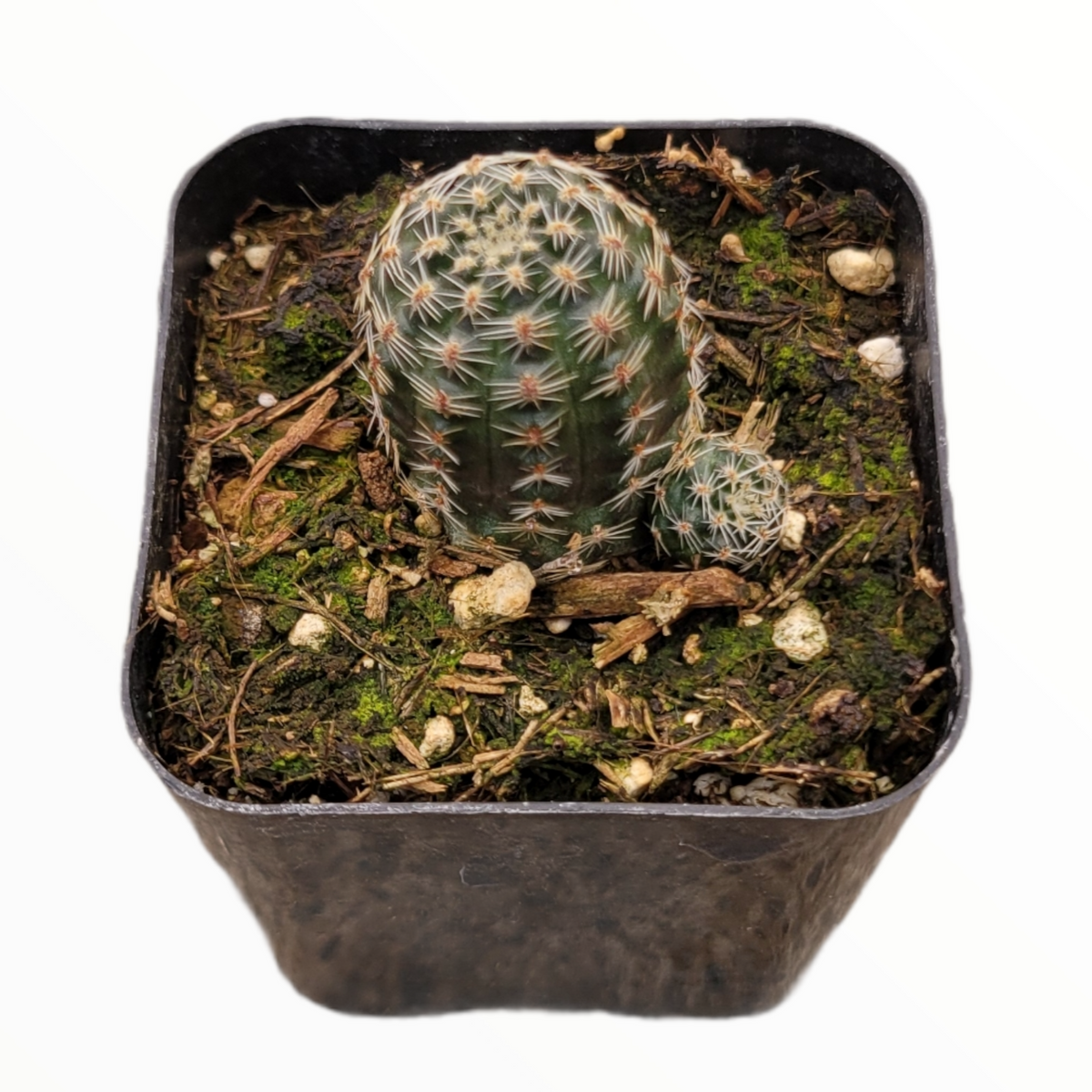 Echinocereus reichenbachii in a black nursery pot with offset.