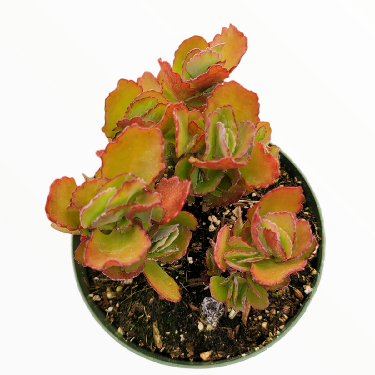 Kalanchoe longiflora Coccina succulent with scalloped, reddish-orange edged leaves.
