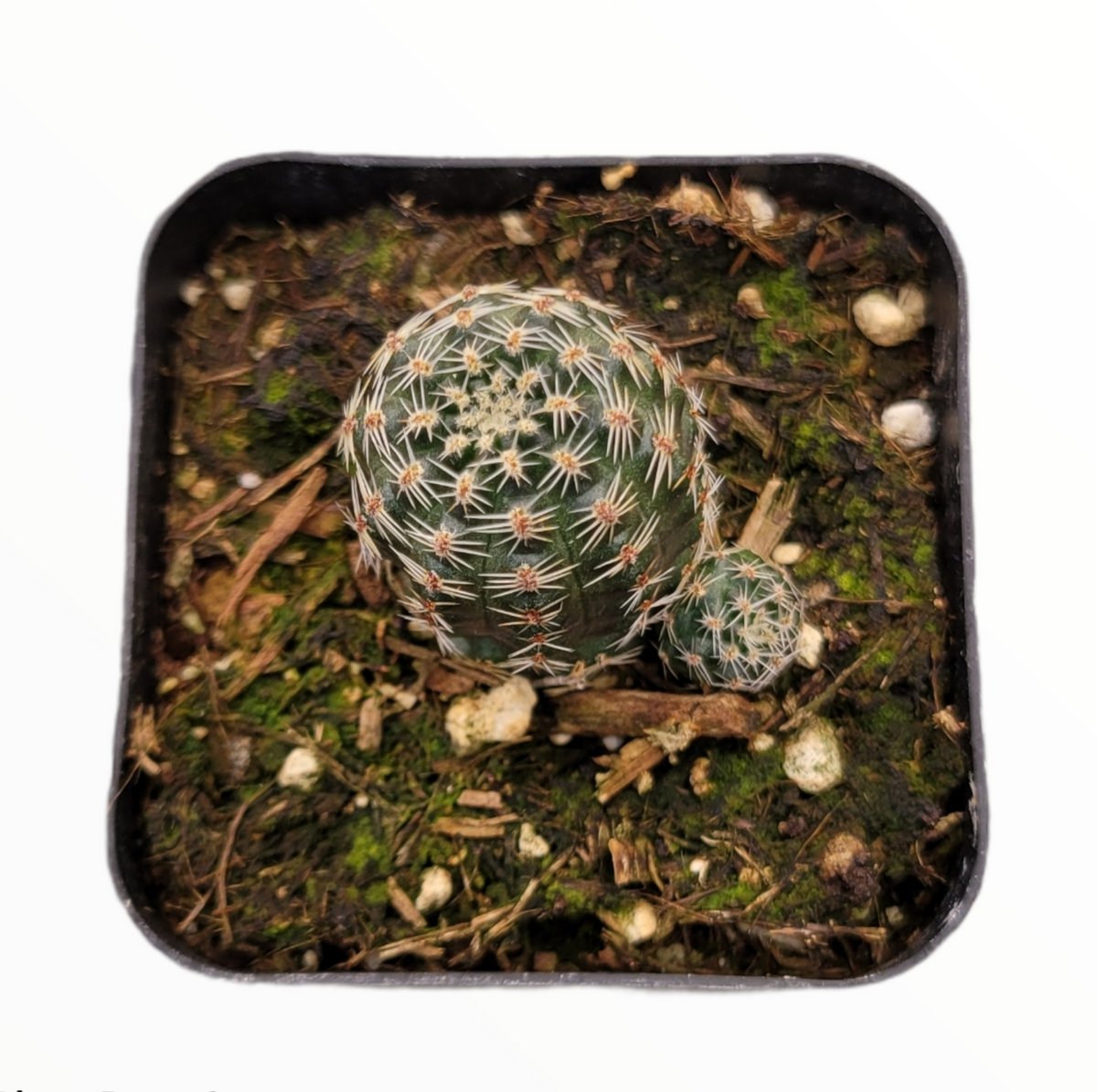 Echinocereus reichenbachii in pot with small offset visible.