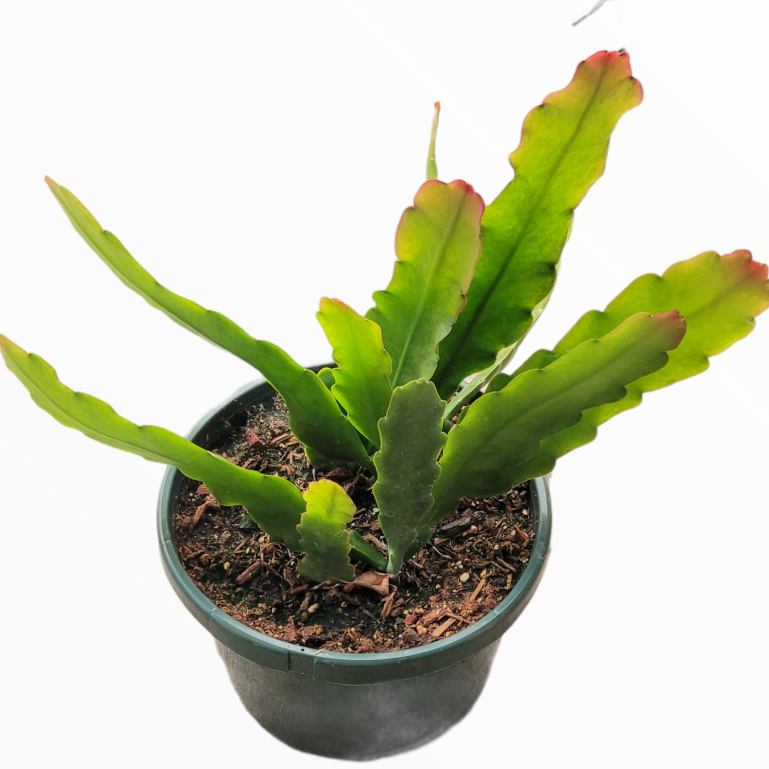 succulent epiphyllum Epiphyllum Sp