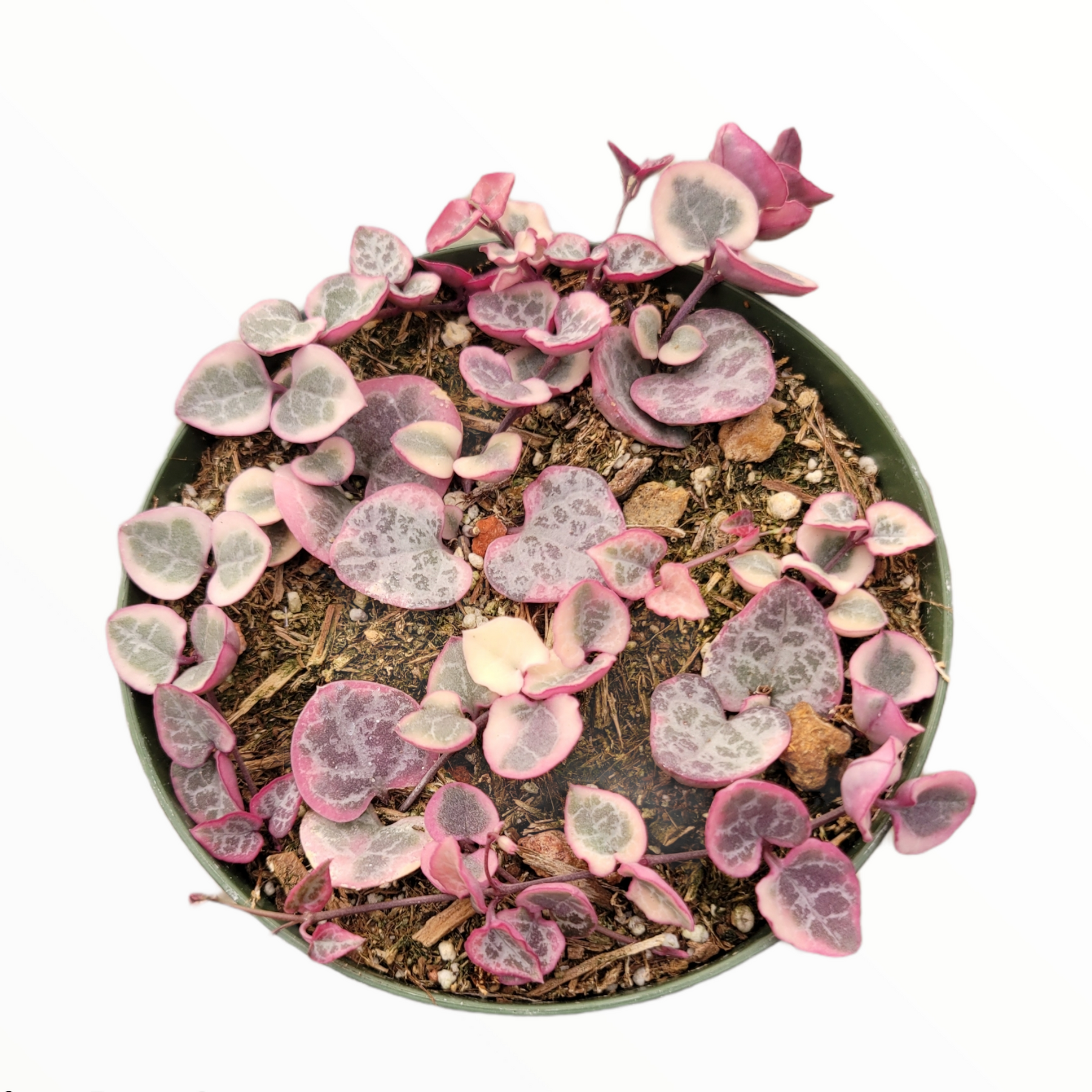 Ceropegia woodii Variegated String of Hearts - Succulents Depot