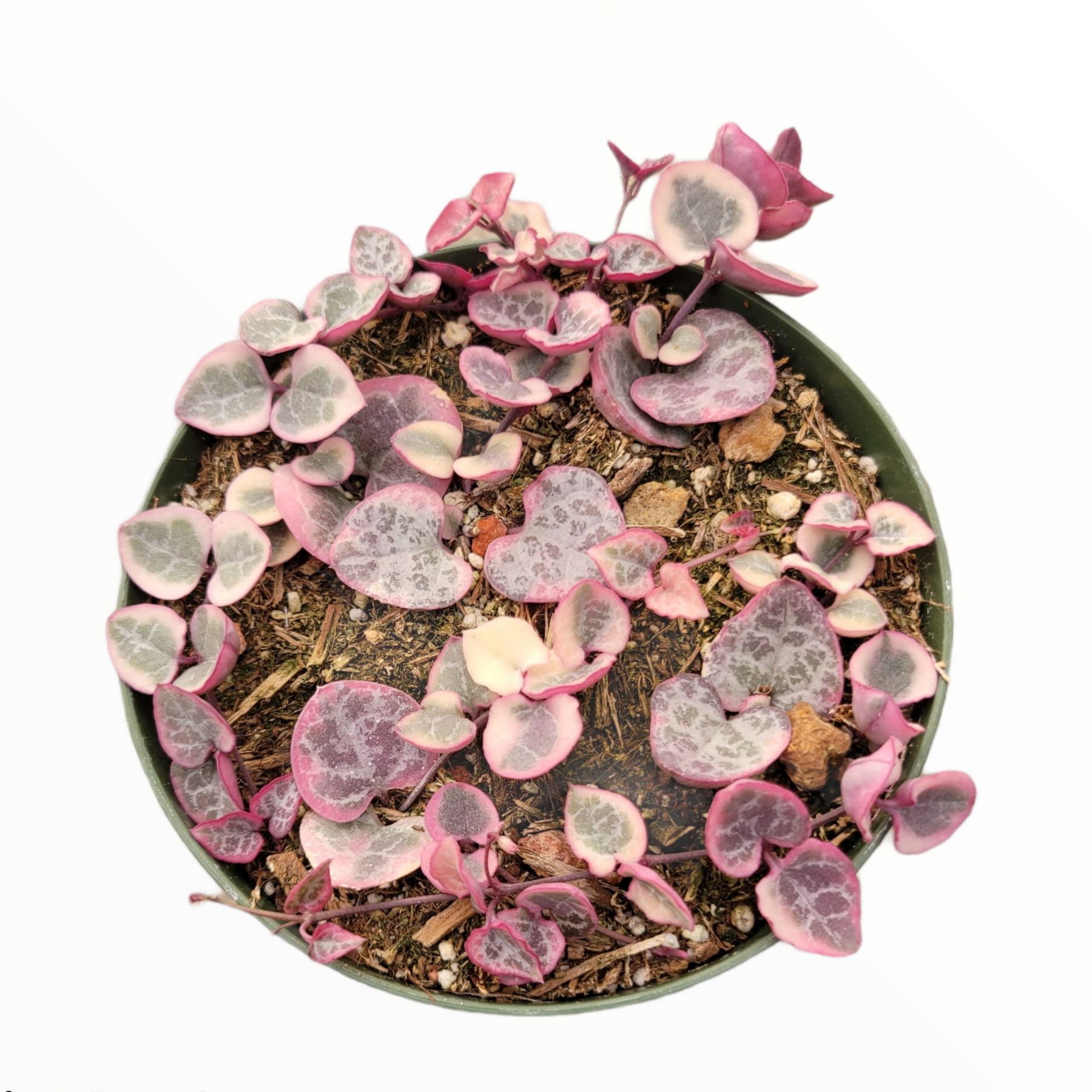 Ceropegia woodii Variegated String of Hearts - Succulents Depot