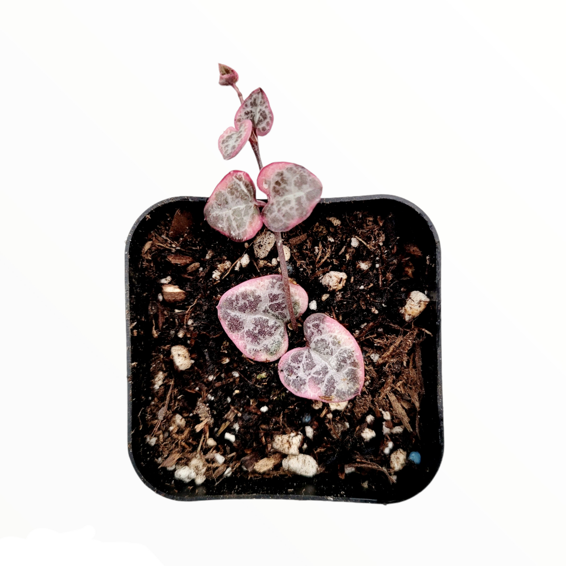 Ceropegia woodii Variegated String of Hearts - Succulents Depot