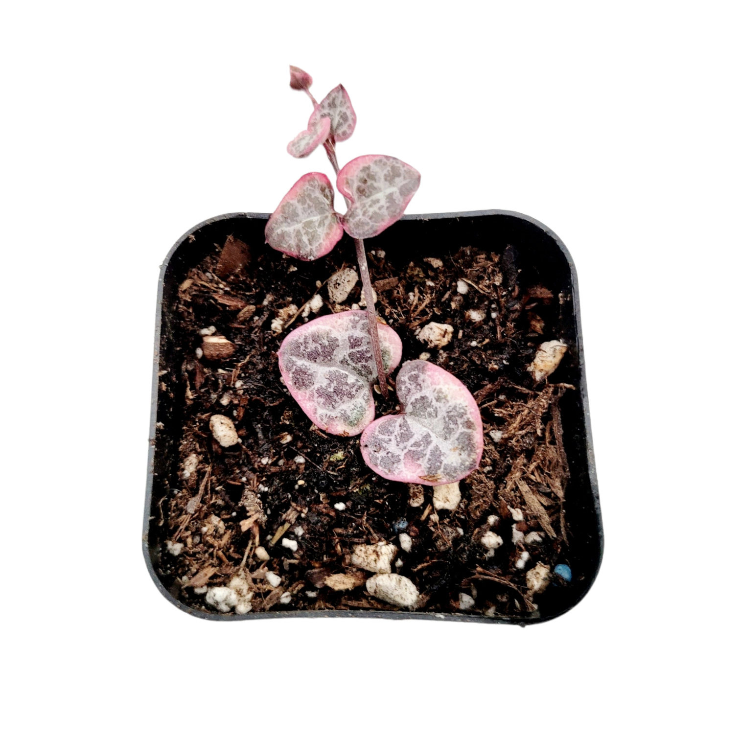 Ceropegia woodii Variegated String of Hearts - Succulents Depot