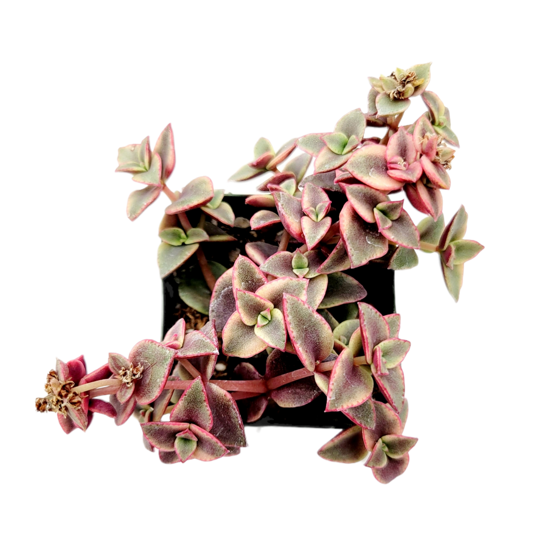 calico cat succulent Crassula marginalis rubra Variegata 'Calico Kitten'