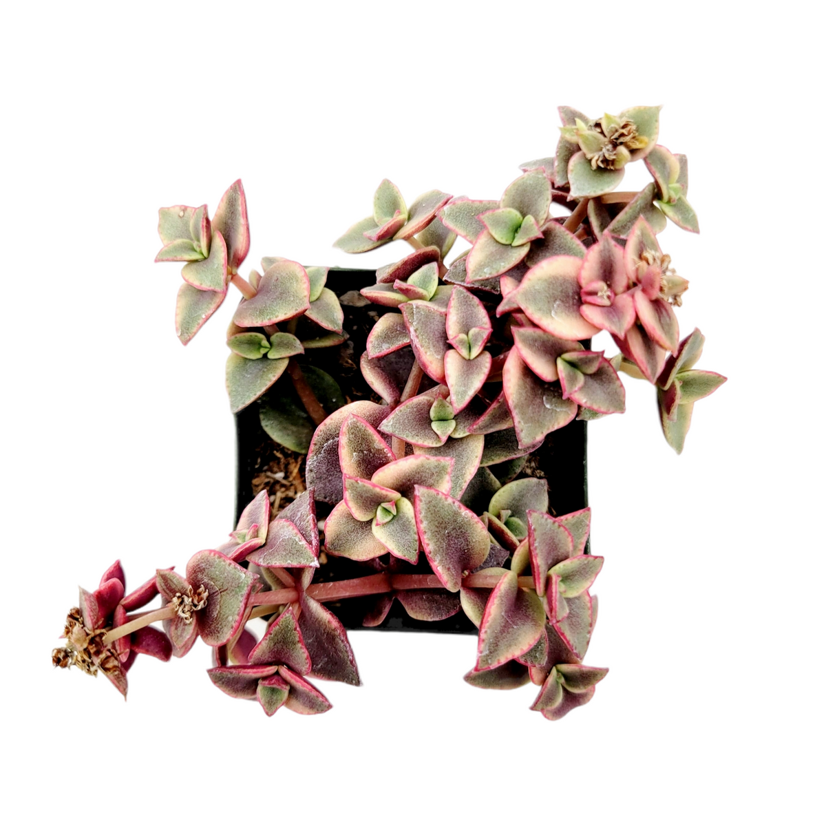 Crassula marginalis rubra Variegata 'Calico Kitten' - Succulents Depot