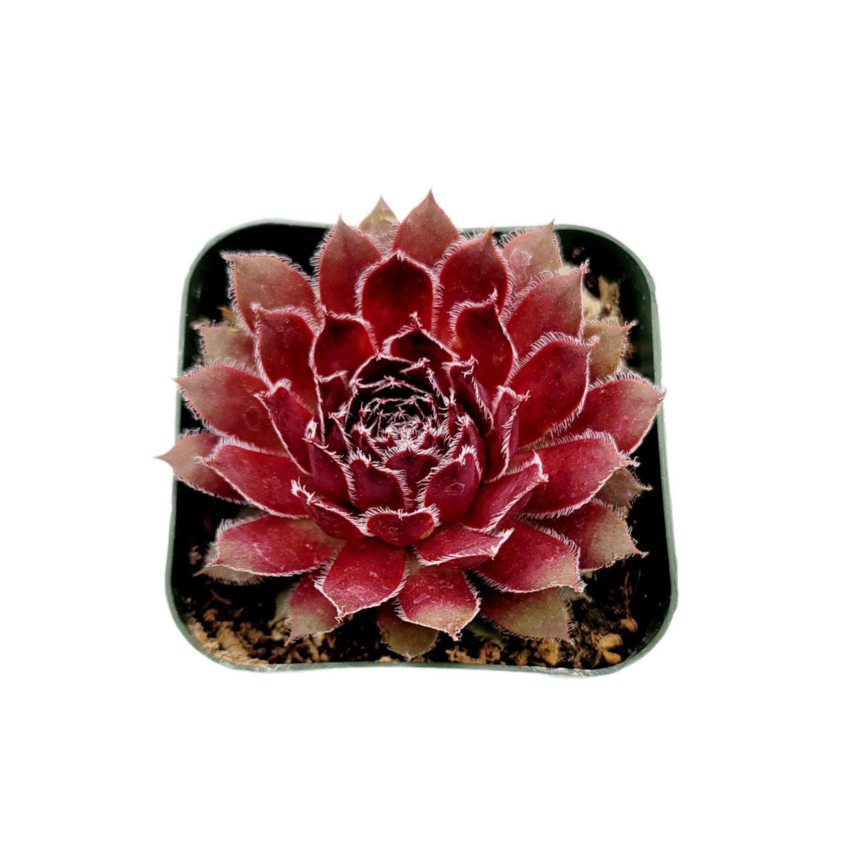 Sempervivum 'Mayfair Imperial' in square pot, deep red rosette.