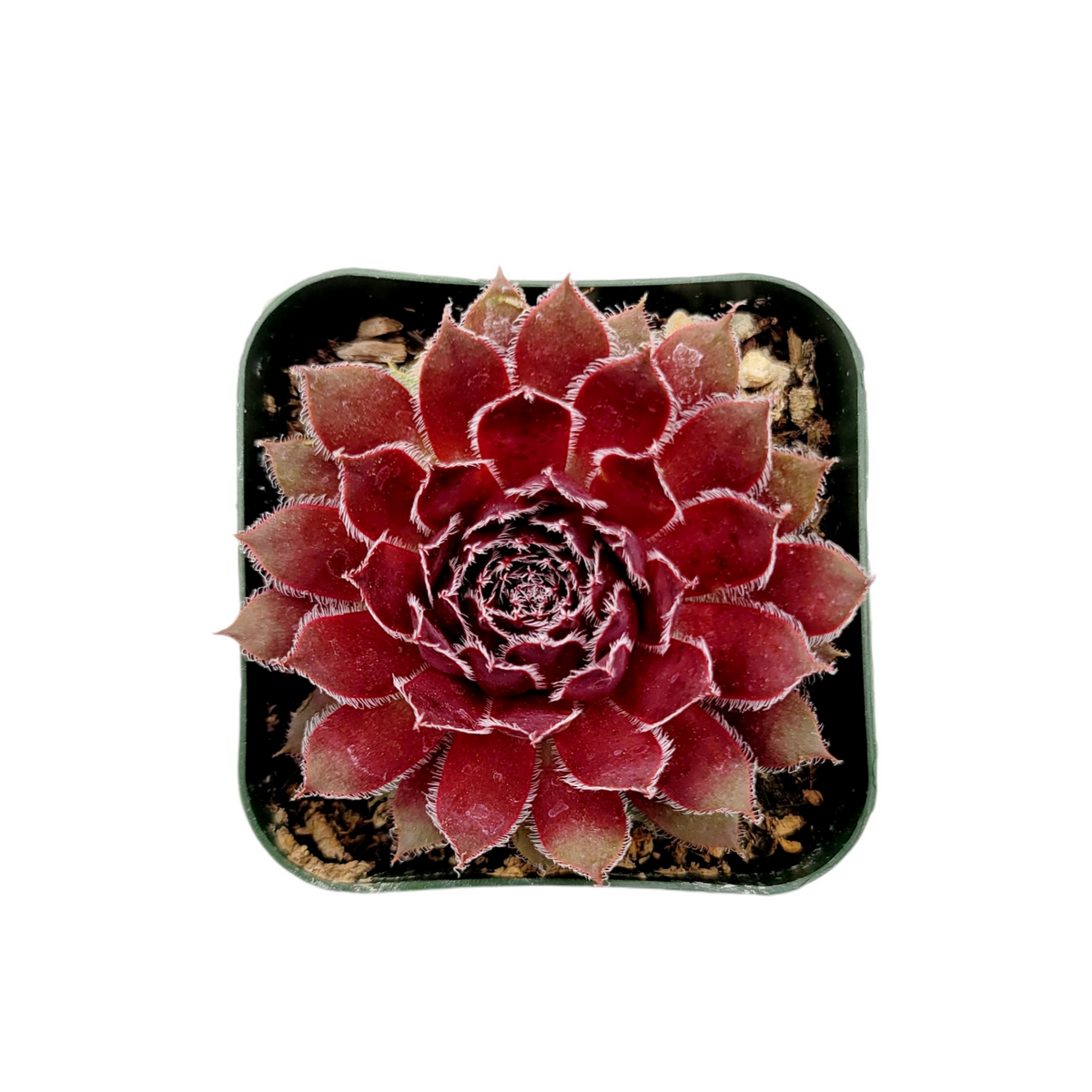Sempervivum 'Mayfair Imperial' in square nursery pot.