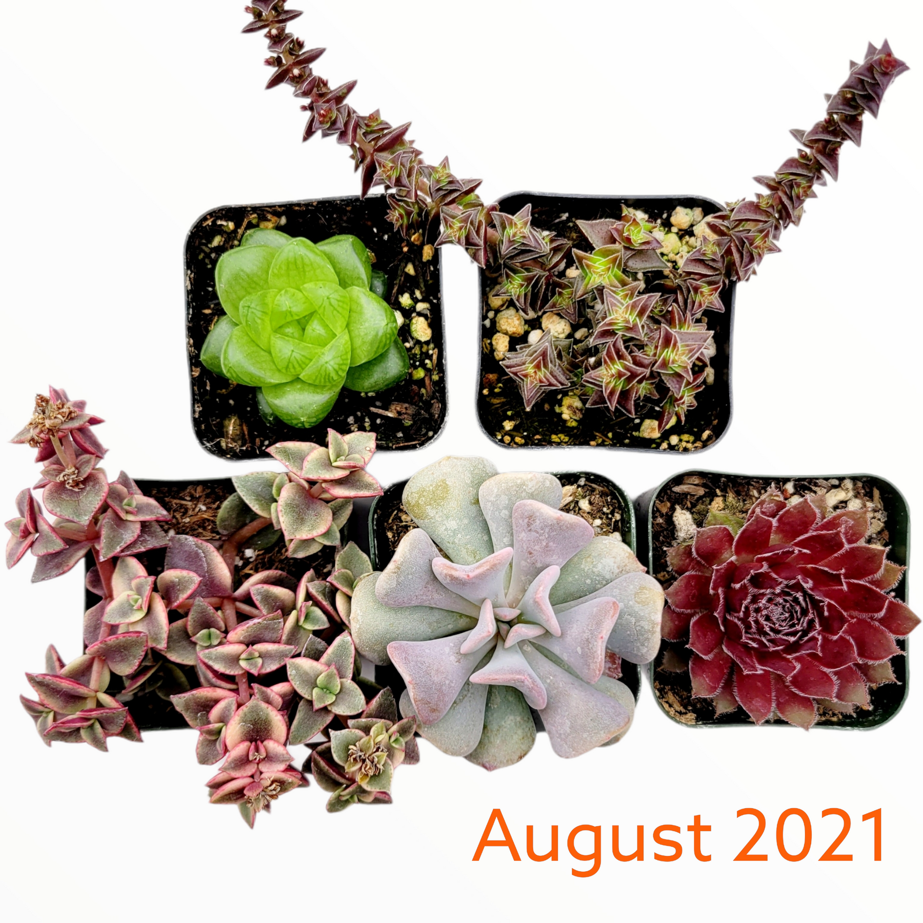 Monthly Subscription Box