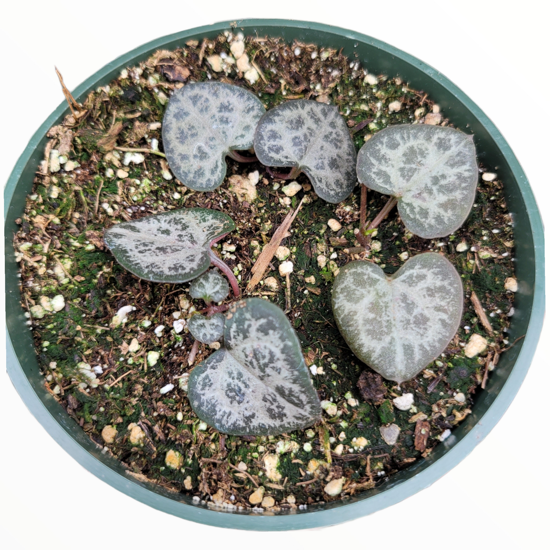 Ceropegia woodii String of Hearts - Succulents Depot