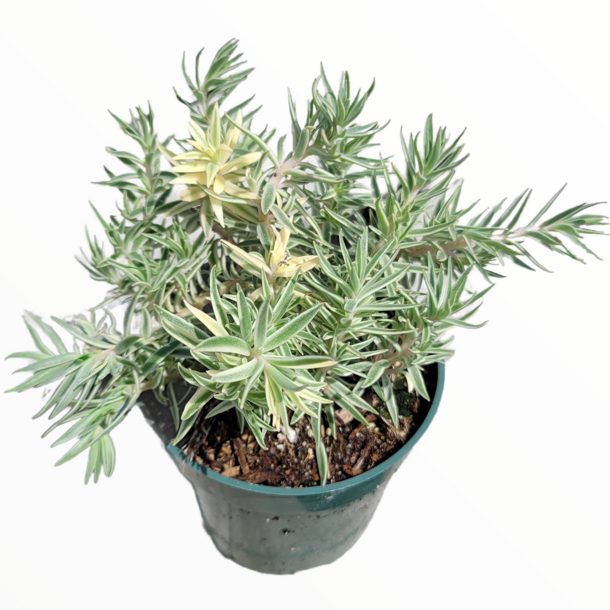 Sedum lineare Variegated 'Sea Urchin'