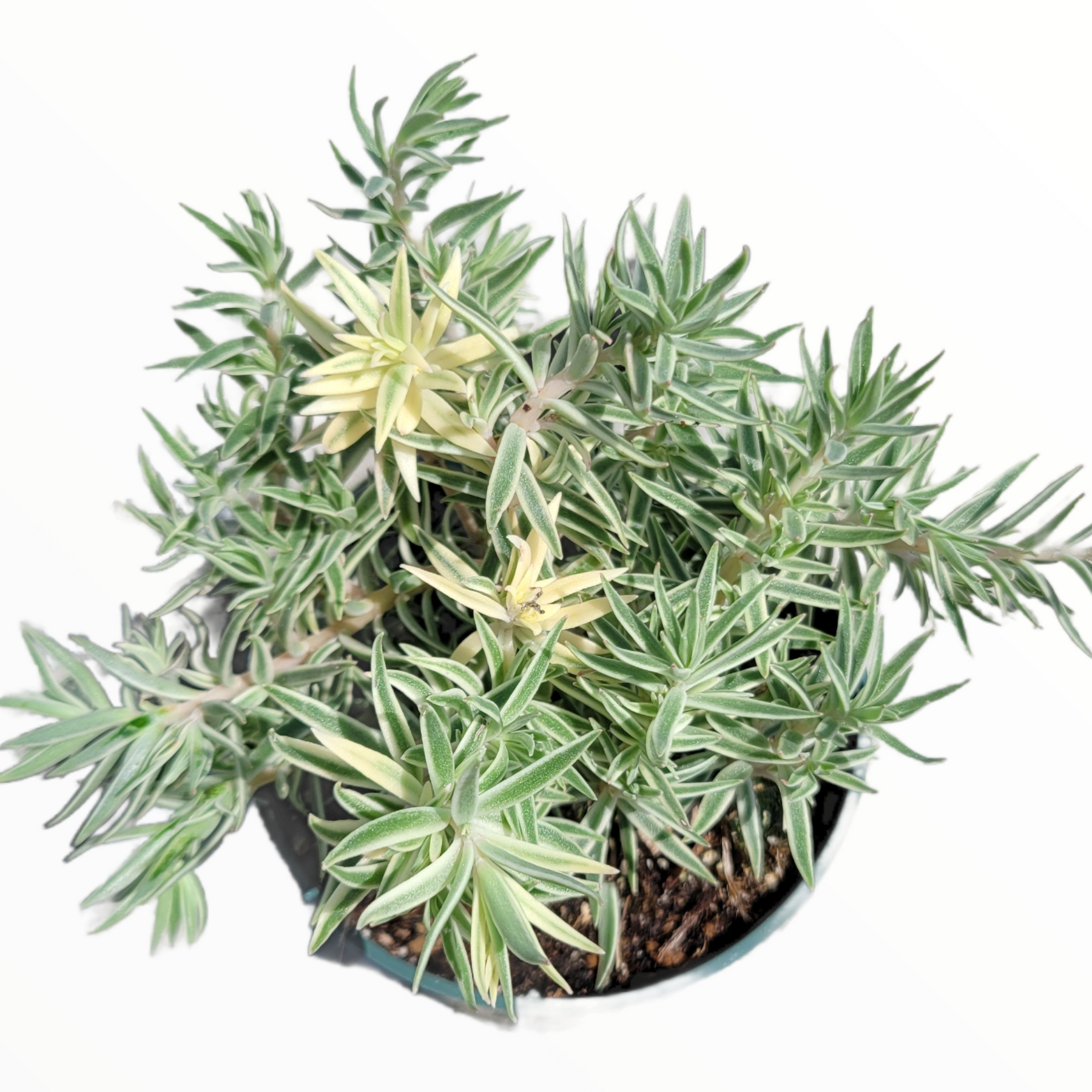 Sedum lineare Variegated 'Sea Urchin' in pot, needle-leaved succulent.