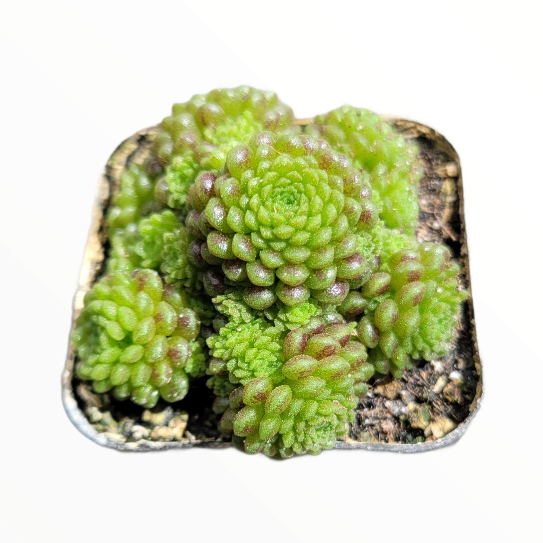 Monanthes polyphylla