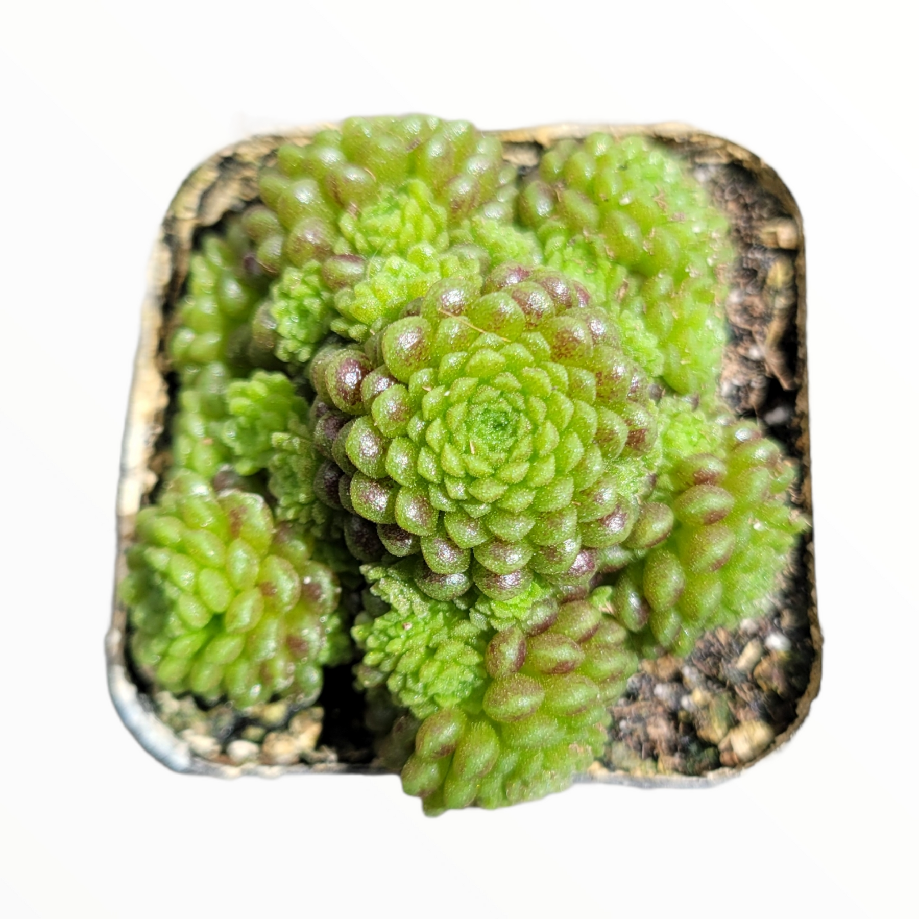 Monanthes polyphylla