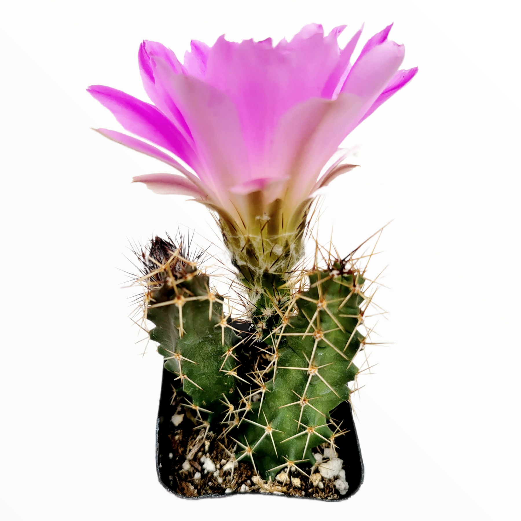 Echinocereus pentalophus - Lady Finger Cactus