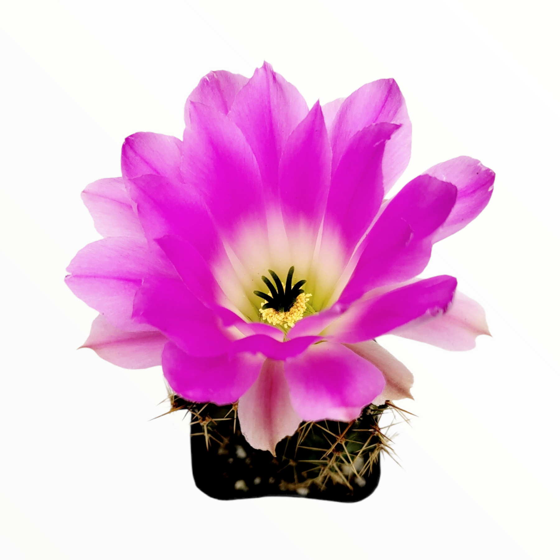 Echinocereus pentalophus - Lady Finger Cactus