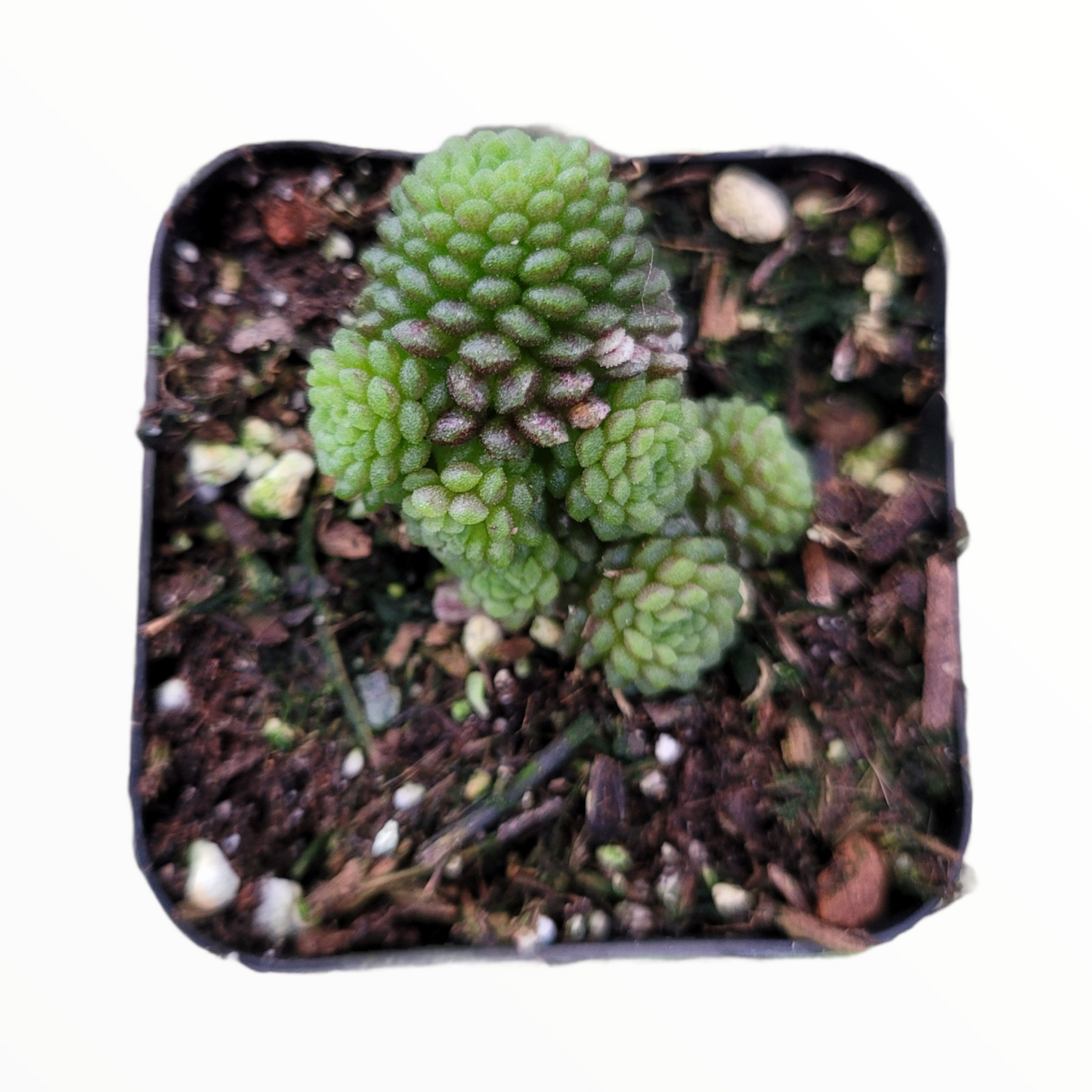 Monanthes polyphylla