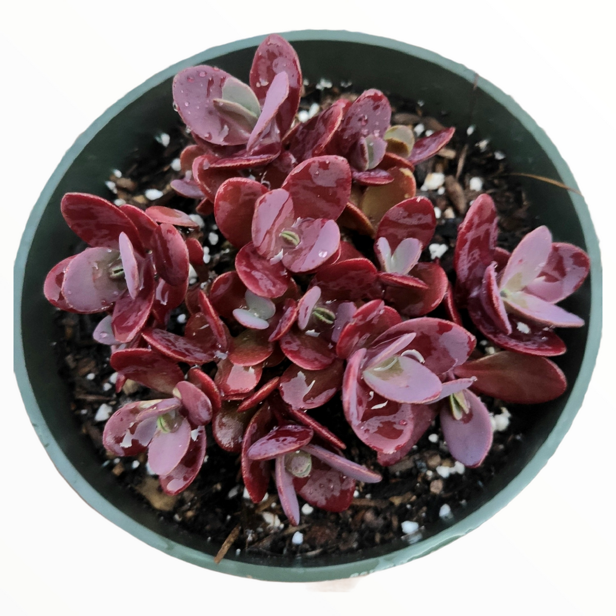 SunSparkler® Sedum 'Cherry Tart' potted succulent with red rosette leaves.