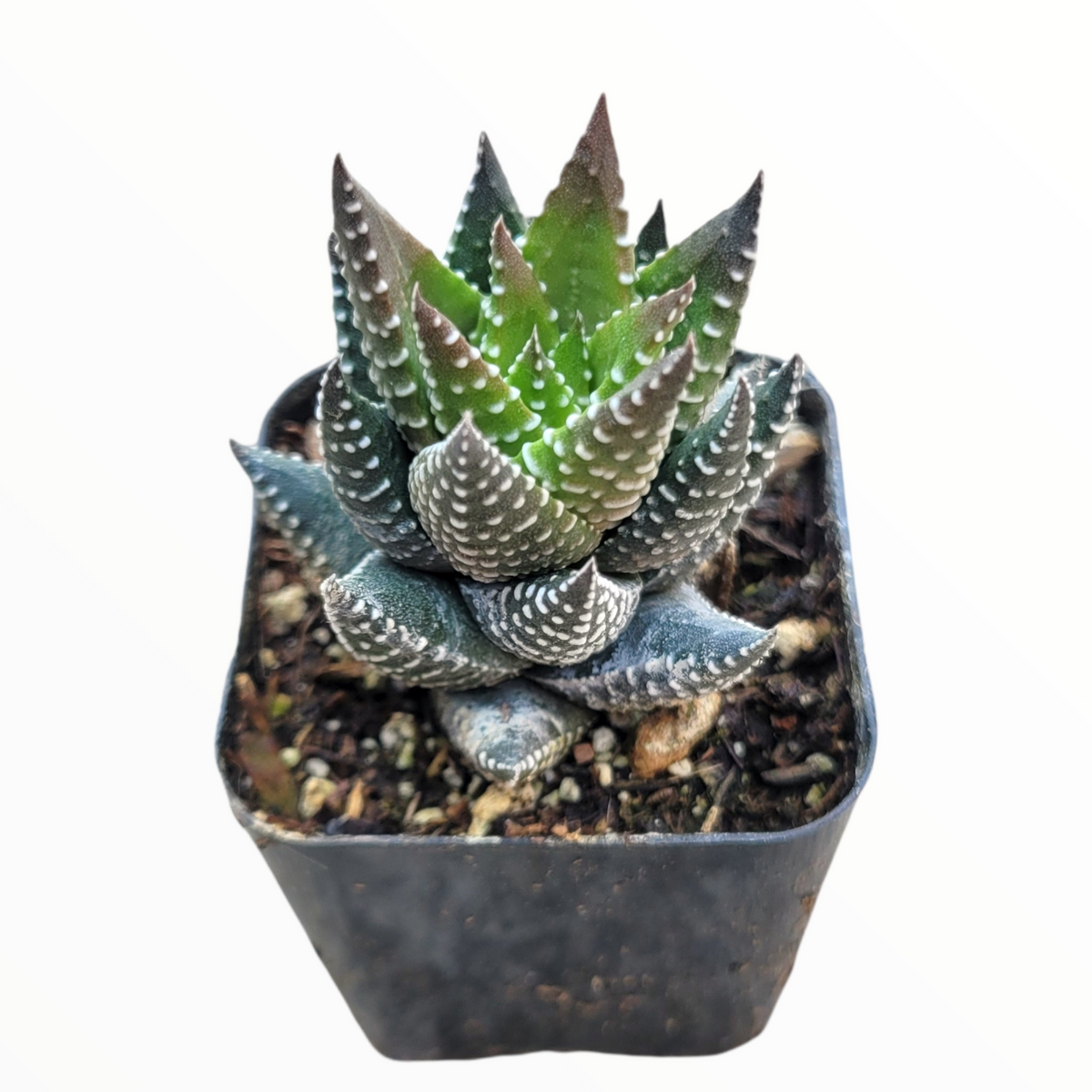 Haworthia reinwardtii 'African Pearls' in nursery pot.