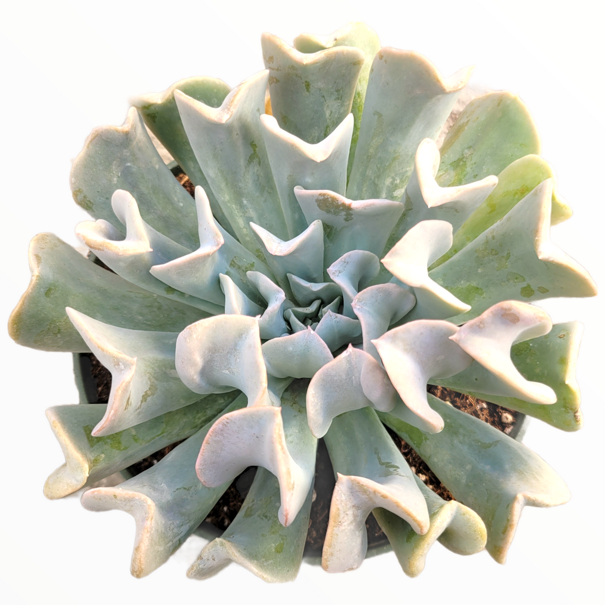 Echeveria runyonii 'Topsy Turvy' in a small pot.