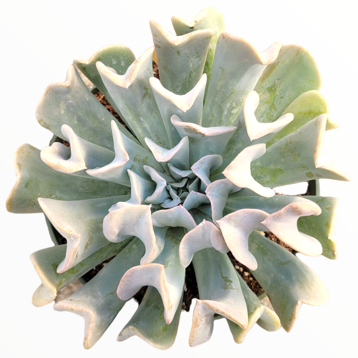 Echeveria runyonii 'Topsy Turvy' succulent top-down view.