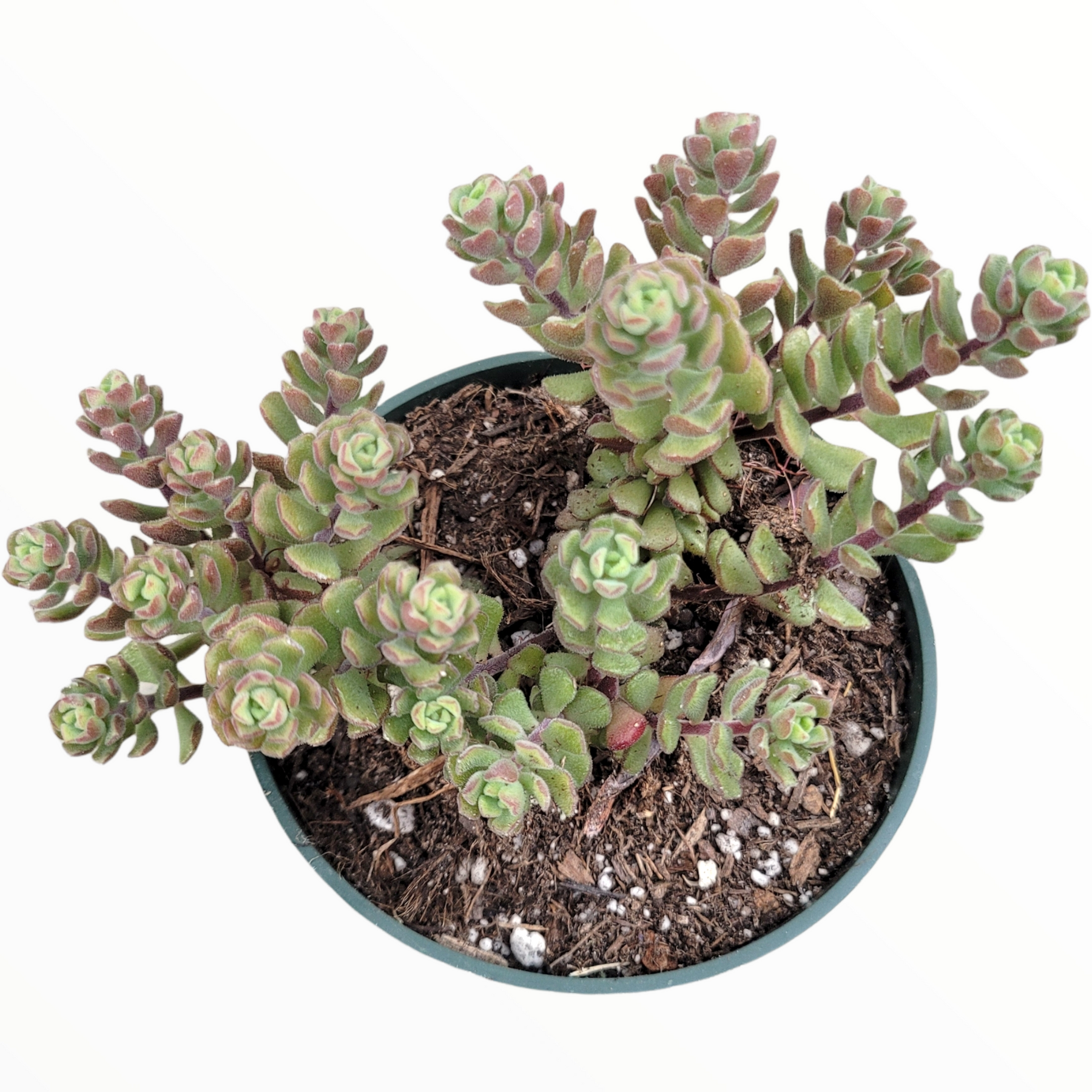 Sedum versadense Korean Succulent - Succulents Depot