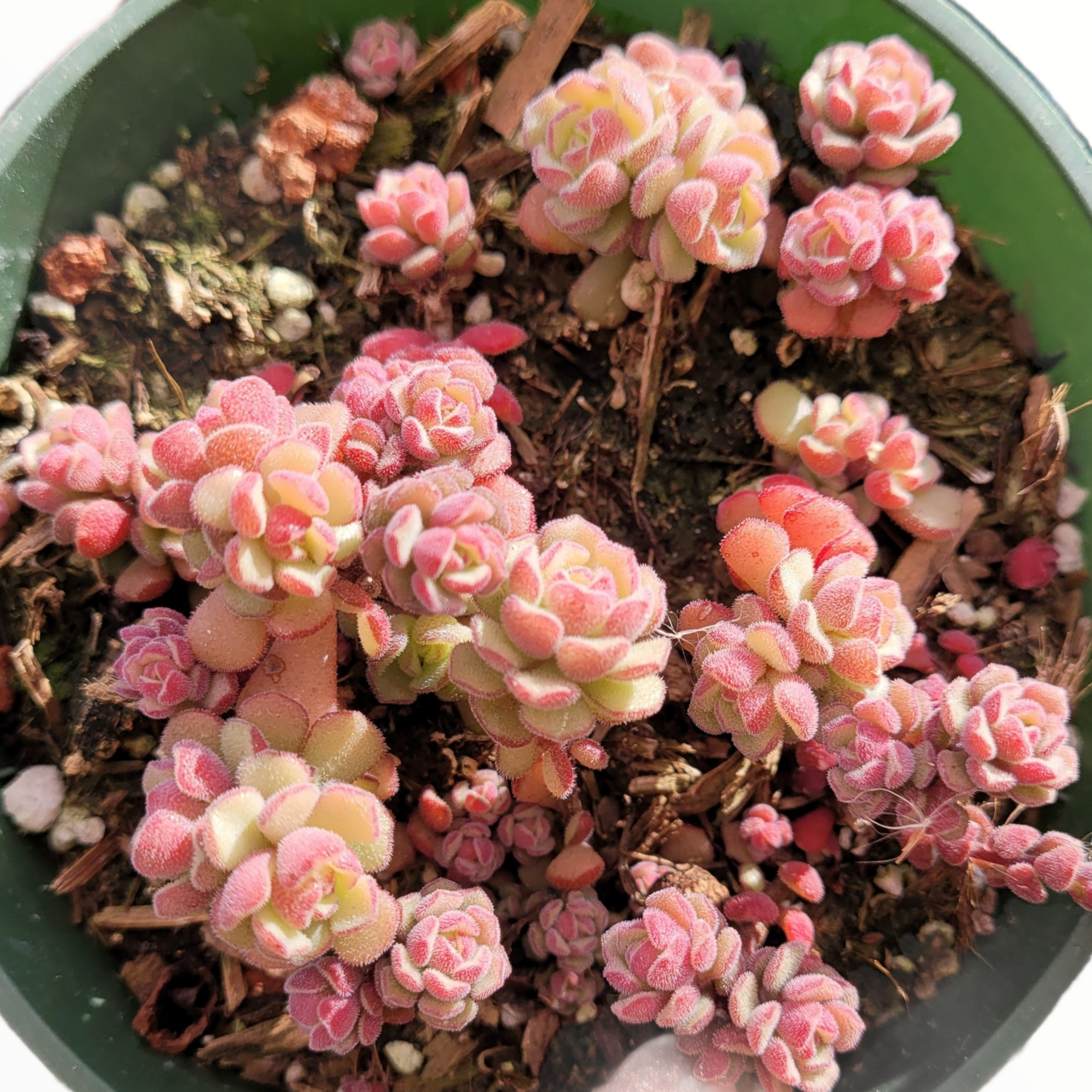 Sedum versadense Korean Succulent - Succulents Depot