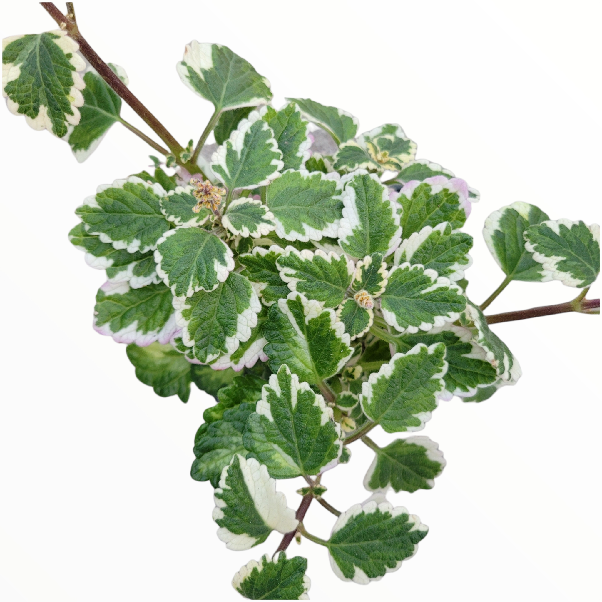 is swedish ivy a succulent Plectranthus forsteri 'Marginatus' Variegated Swedish Ivy -