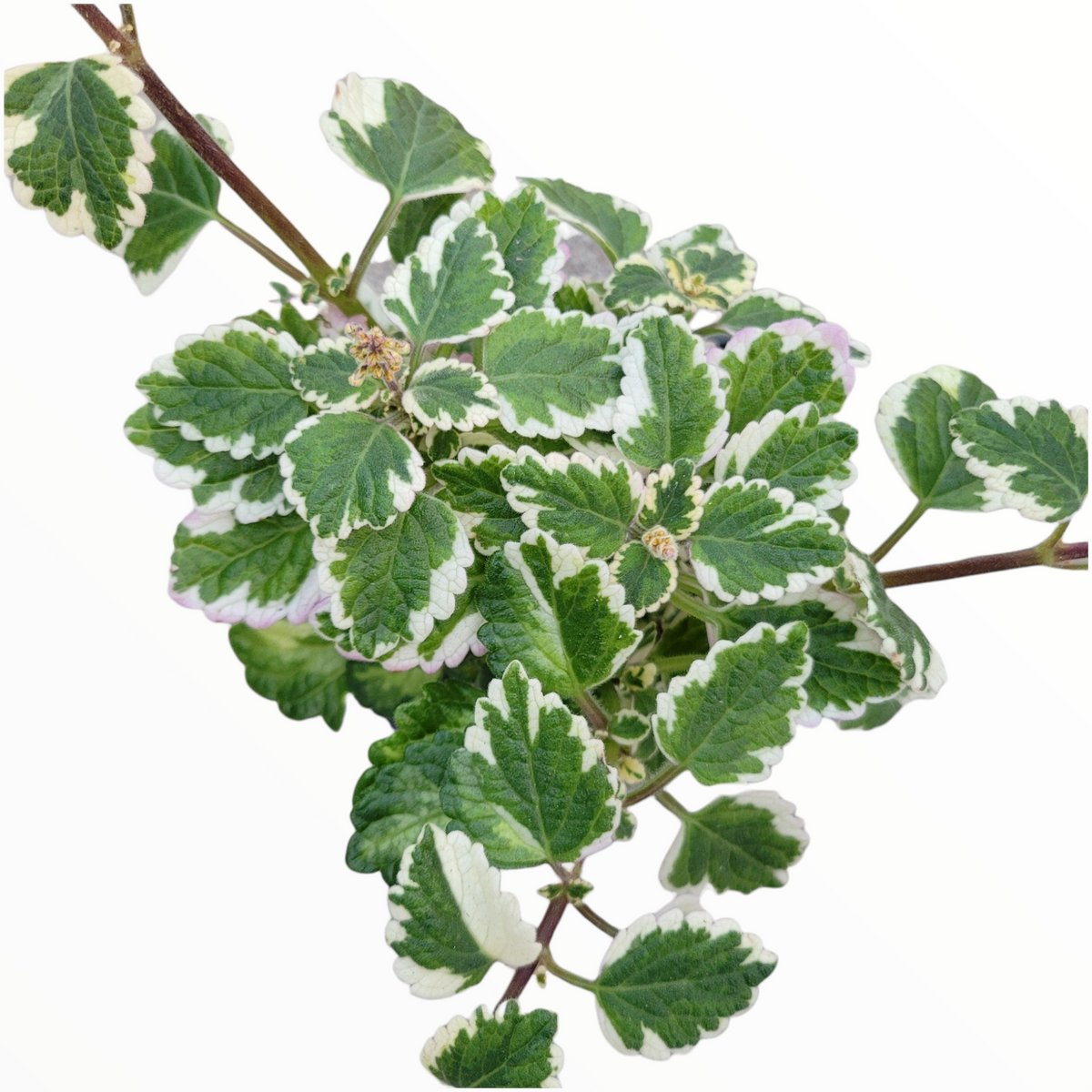 Plectranthus forsteri 'Marginatus' Variegated Swedish Ivy