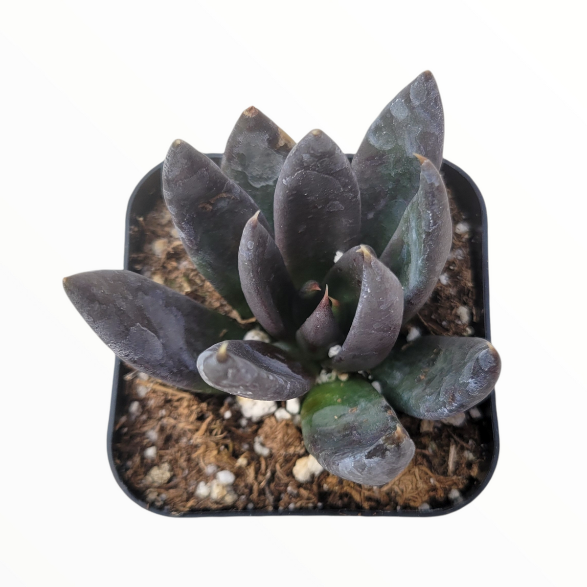 Echeveria 'Black Knight' succulent with dark rosette leaves.