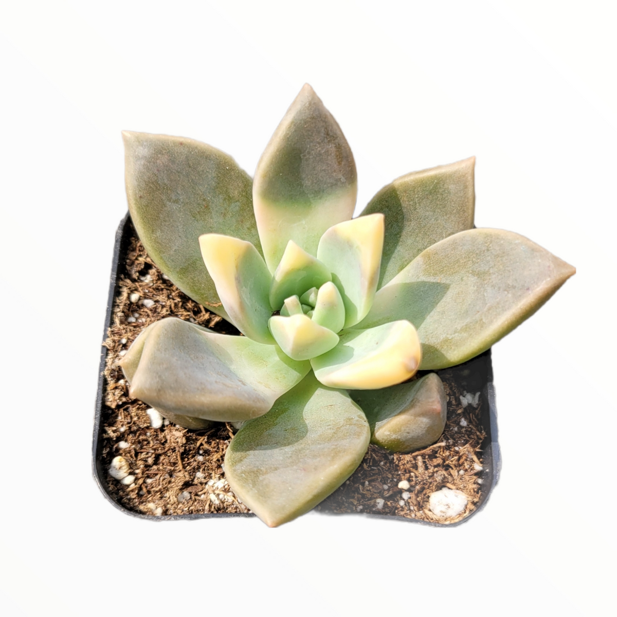 Graptopetalum paraguayense - Blue Haze