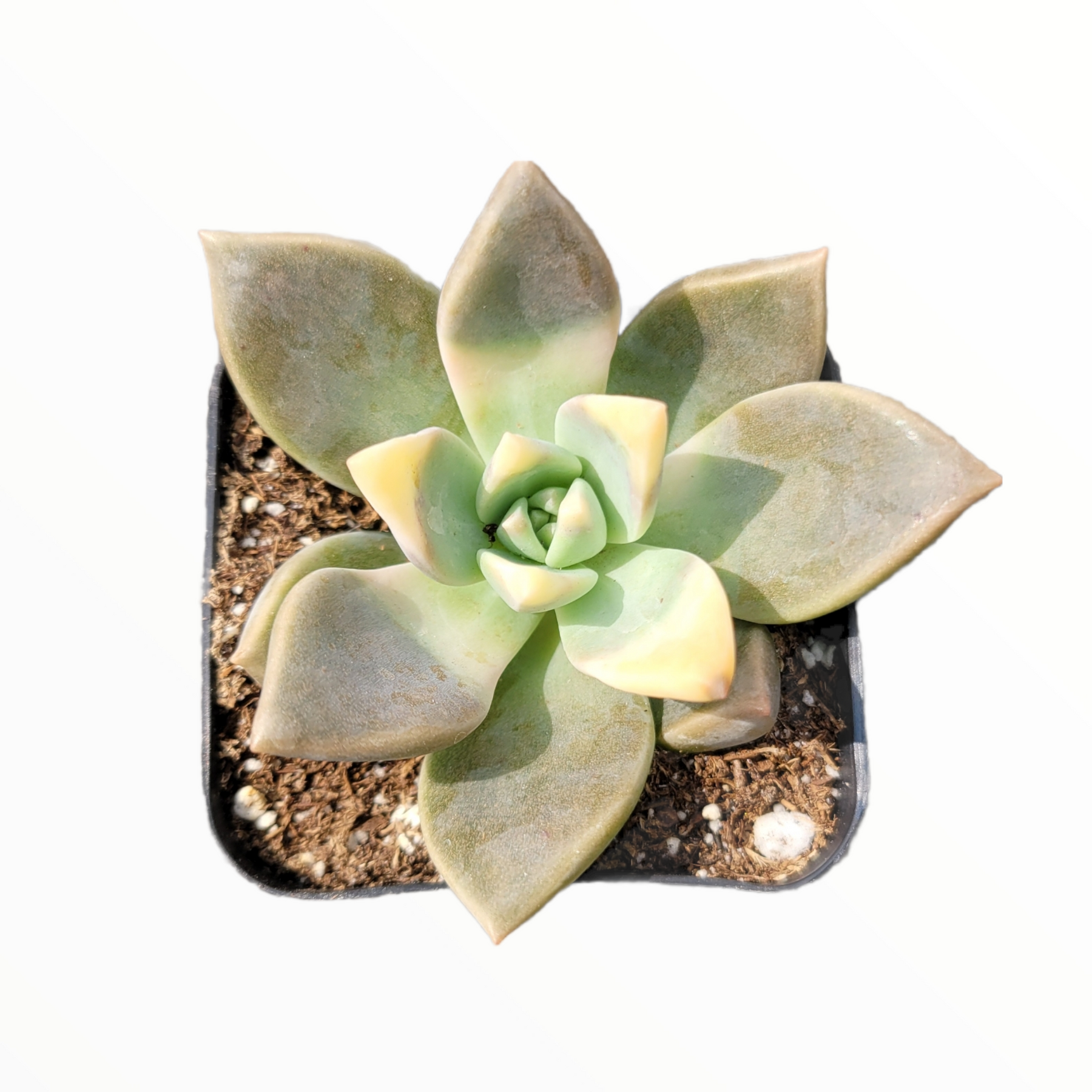 Graptopetalum paraguayense - Blue Haze