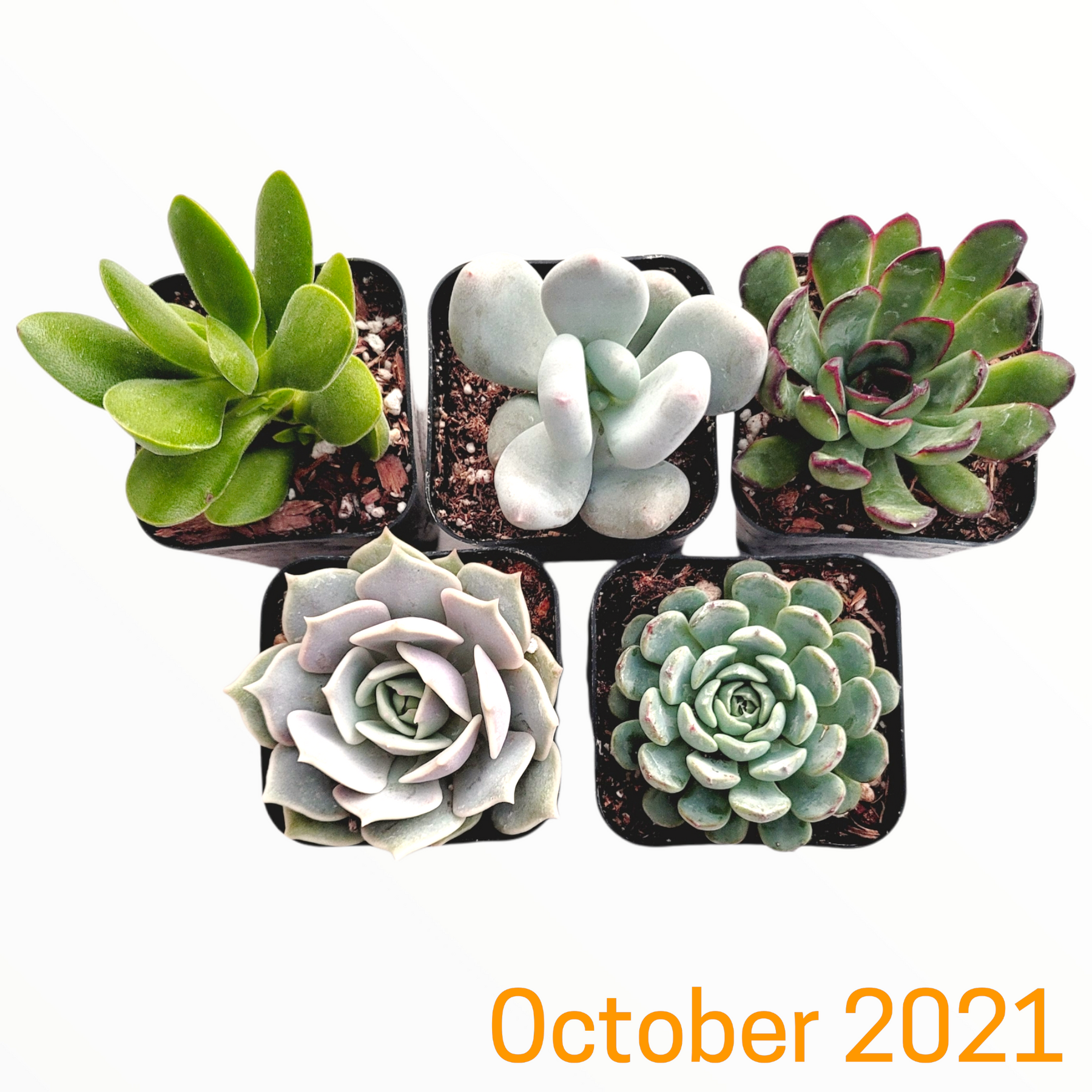 Monthly Subscription Box