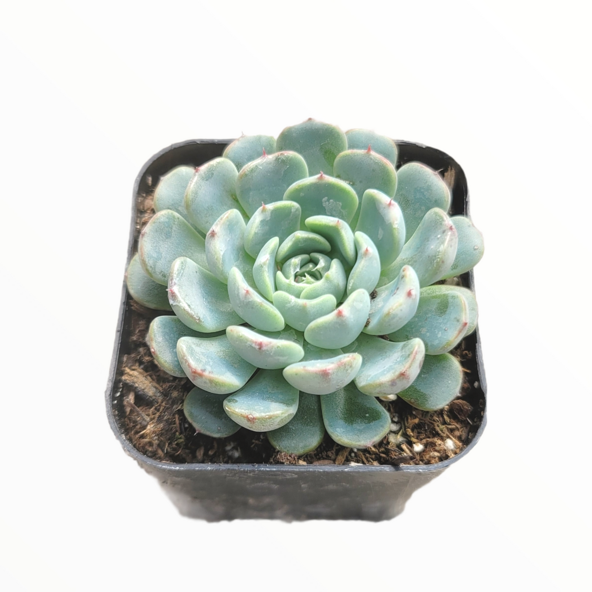 Echeveria minima potted succulent with pale green rosette.