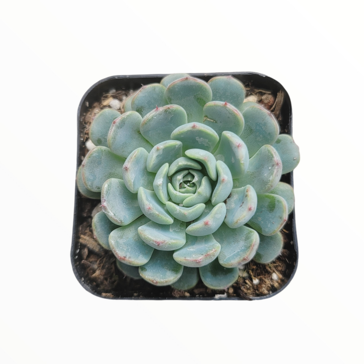 Echeveria minima succulent in black pot, symmetrical rosette.