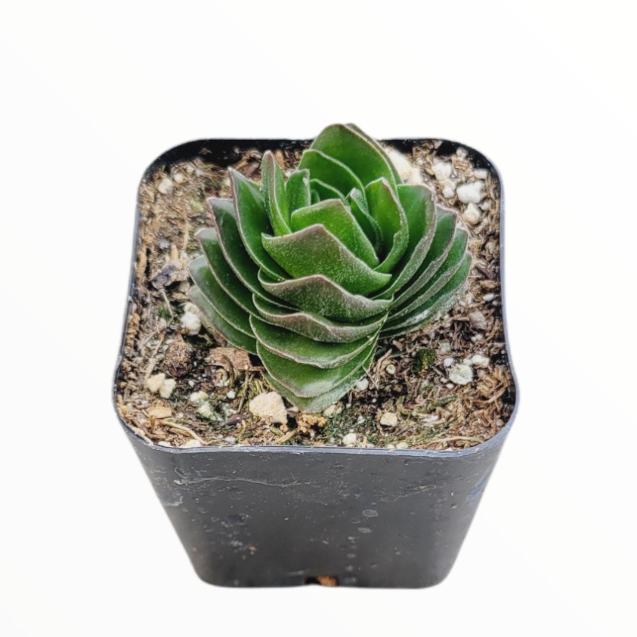 buddhist temple succulent Crassula 'Buddha's Temple' -