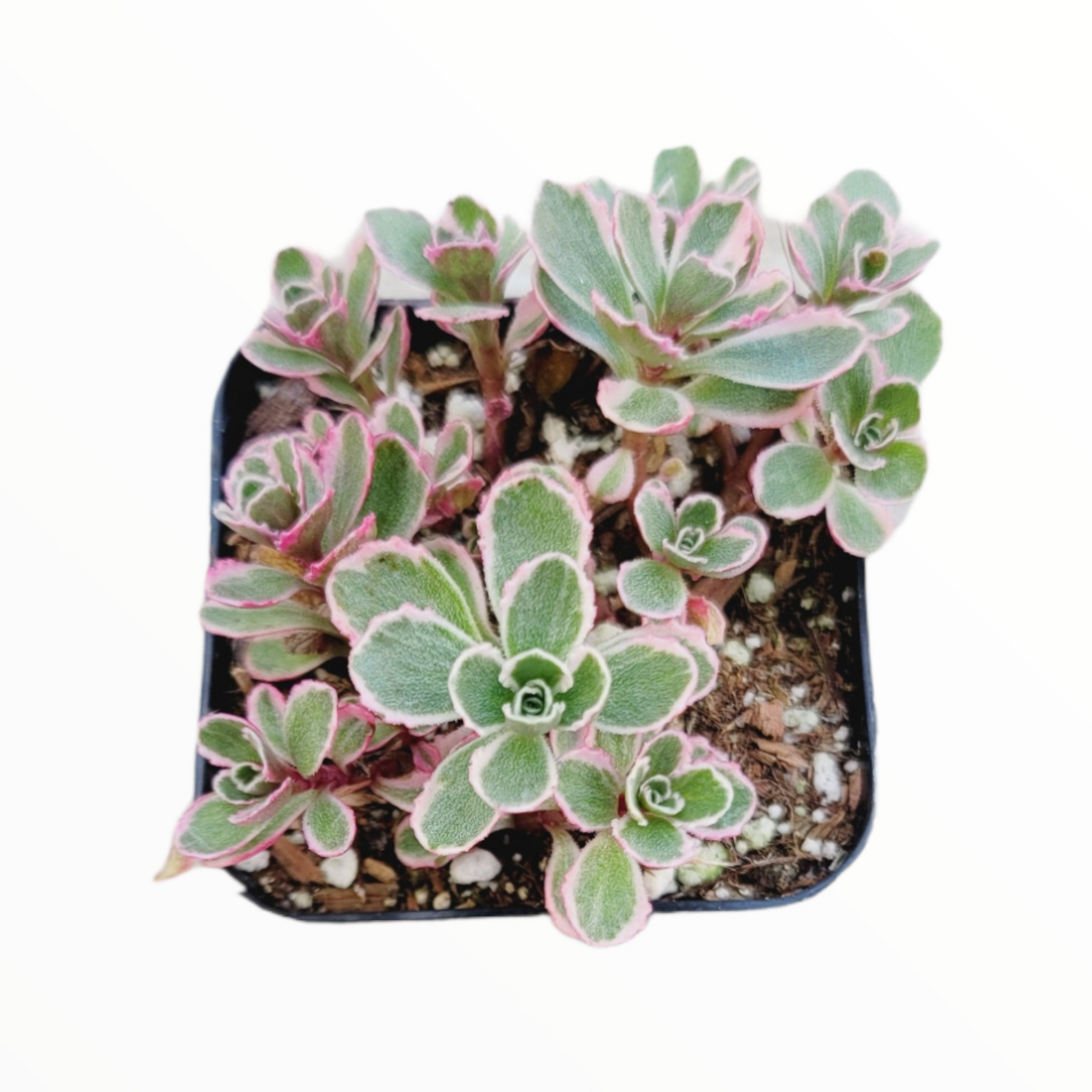 Sedum spurium 'Tricolor' in a small pot.