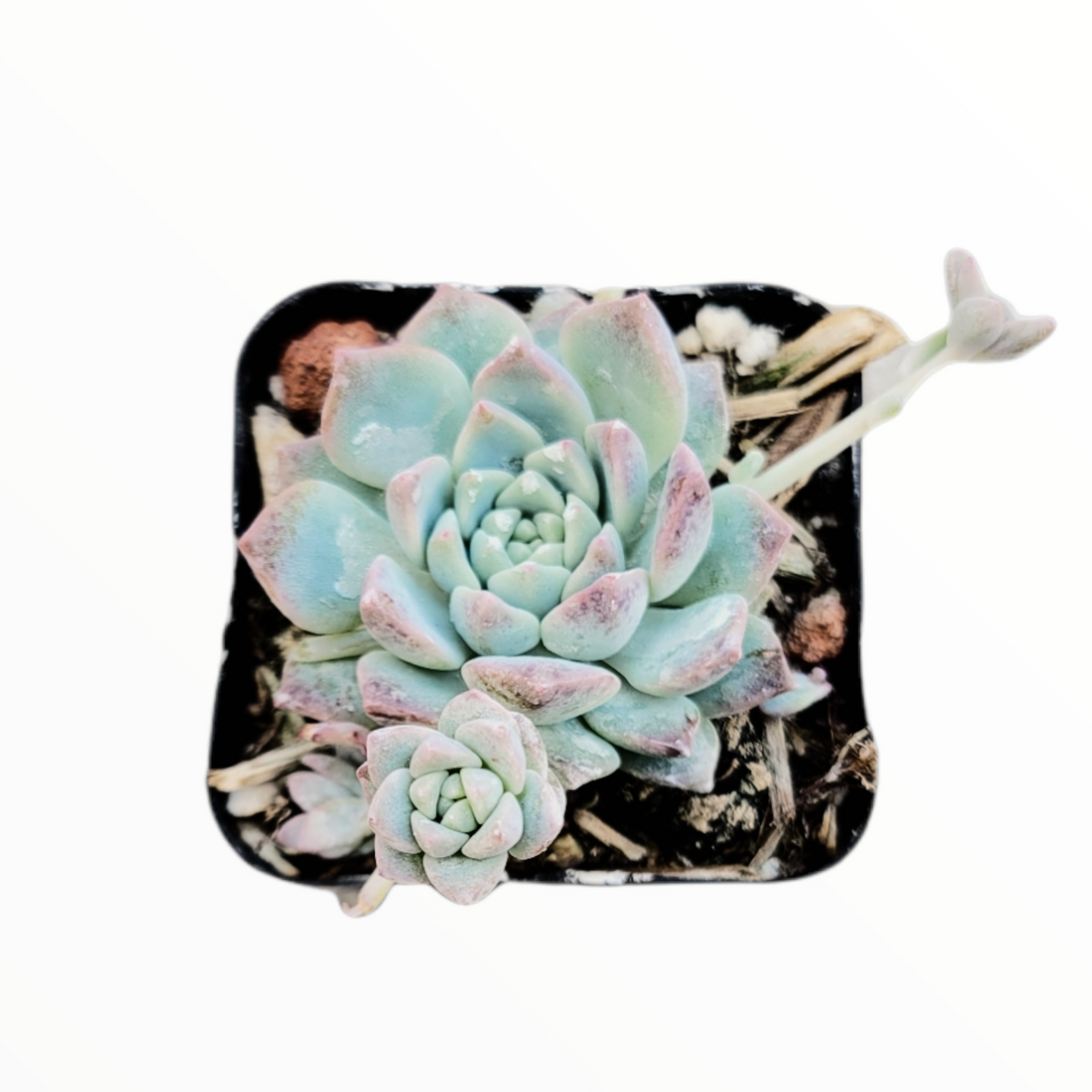 Echeveria Prolifica in nursery container with pastel-tinged rosette leaves.