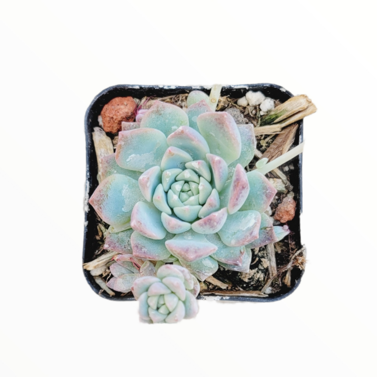 Echeveria Prolifica succulent in square pot with pup.