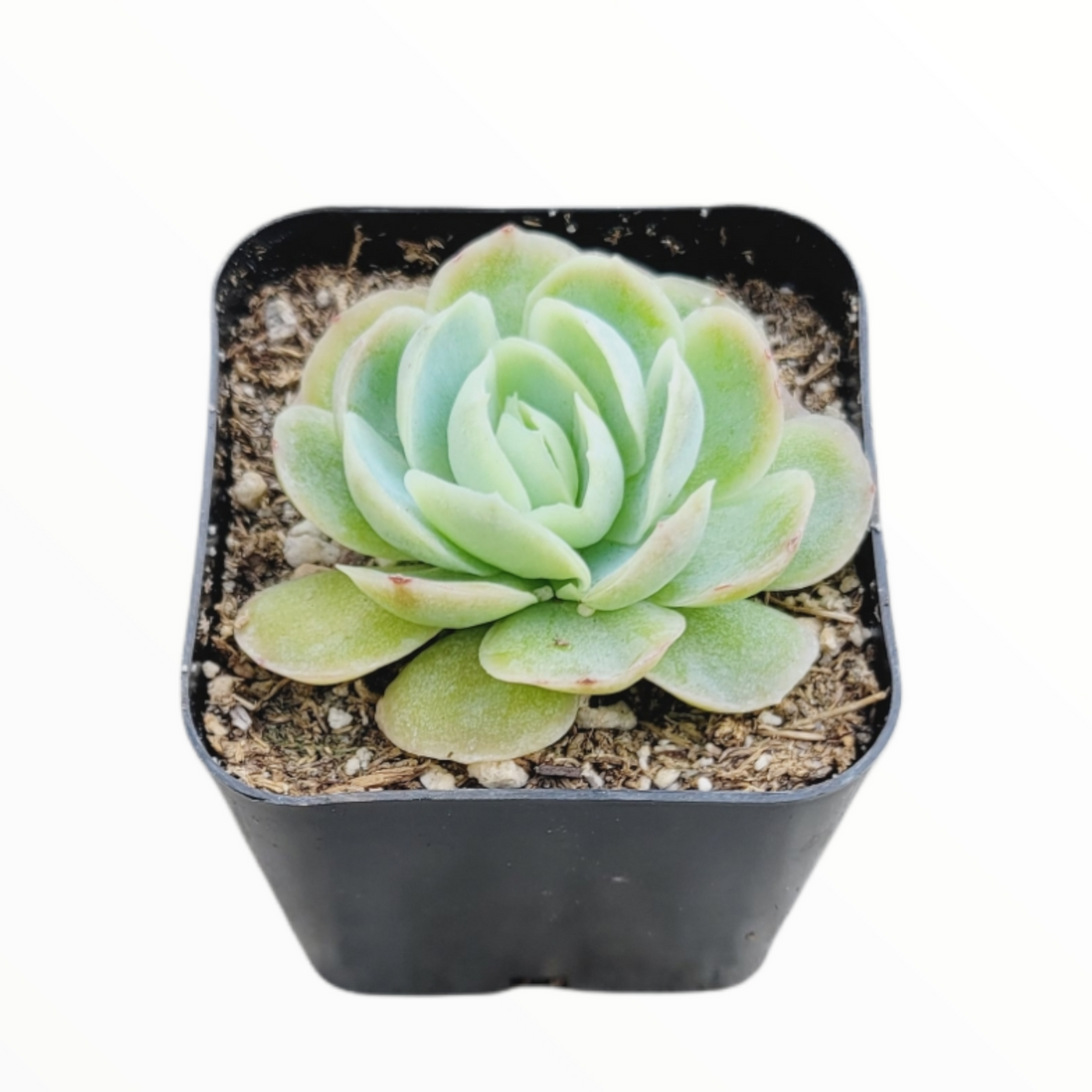 Echeveria elegans in black square pot with potting mix.