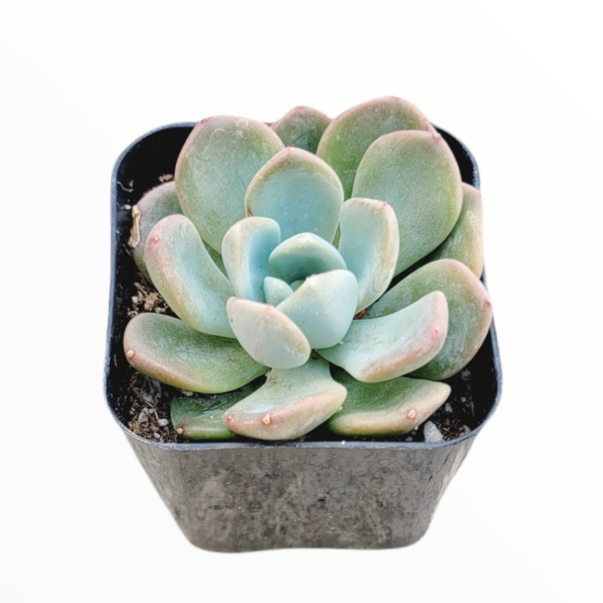Echeveria secunda 'Aurora' in square nursery pot.