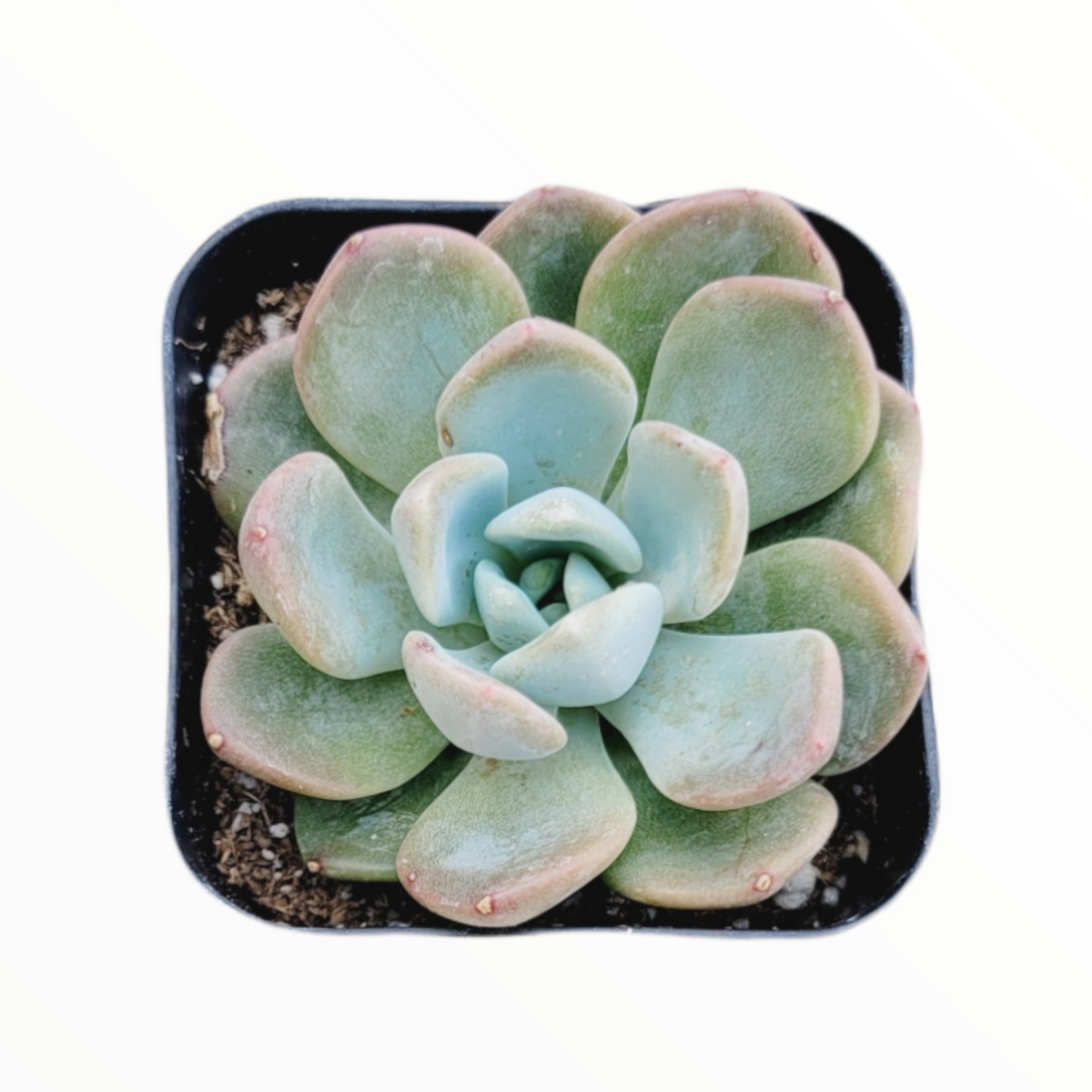 Echeveria secunda 'Aurora' in square pot, pink-edged leaves.