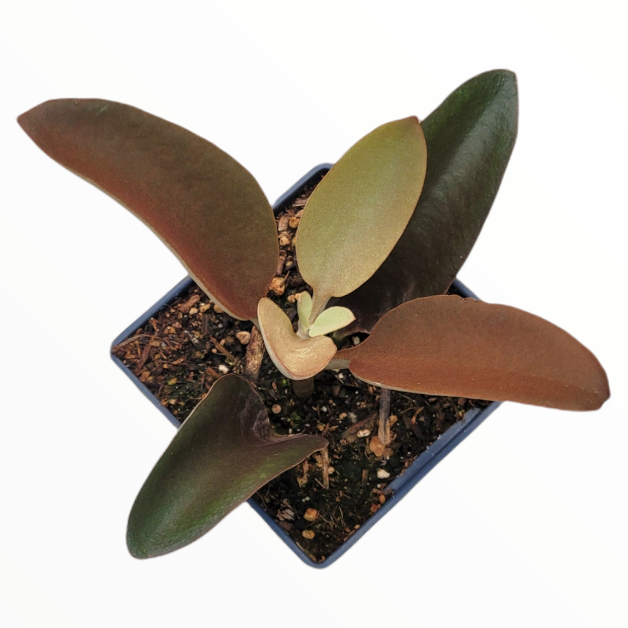 Kalanchoe orgyalis 'Copper Spoons'