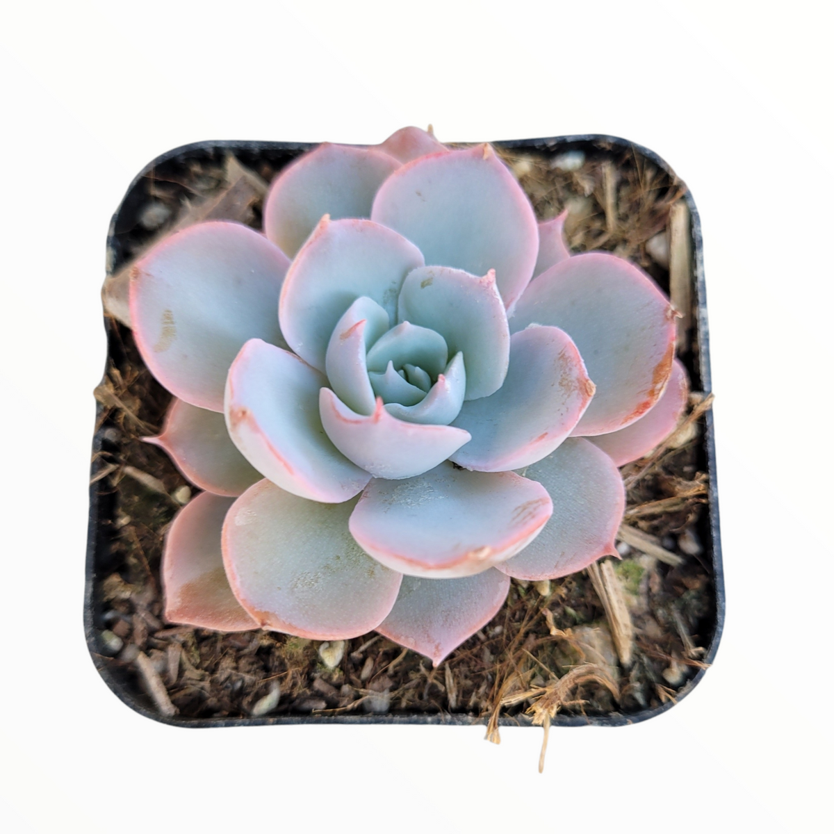 Echeveria subsessilis in square pot with pink-edged leaves.